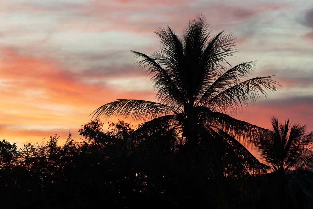 4-Year-Old Girl Dies After Being Struck by Palm Tree While Playing in Backyard