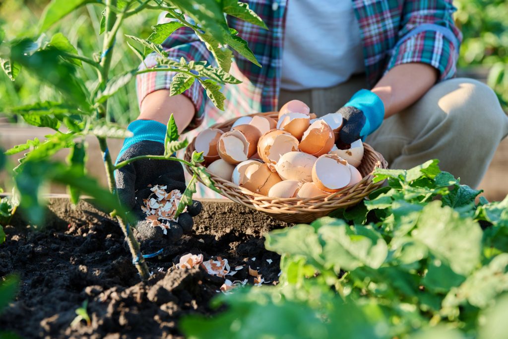8 Budget-Friendly Fertilizers You Can Make at Home to Feed All Your Plants
