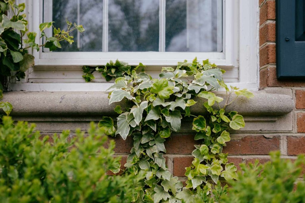 8 Common Plants That Can Actually Cause Damage to Your Property