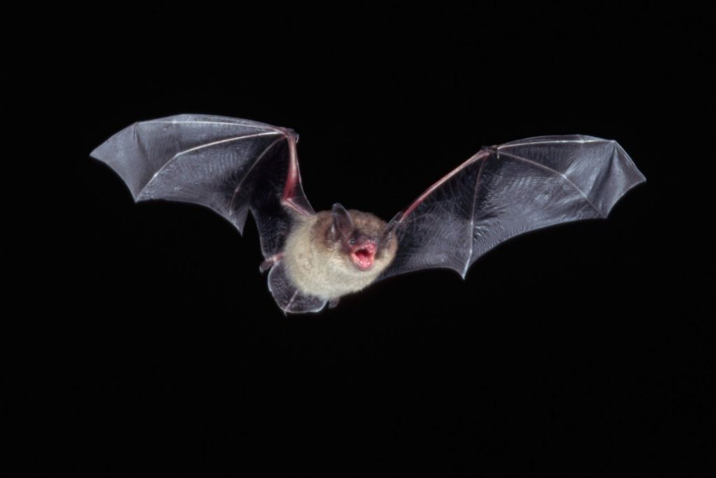 Bat Flies into a Woman's Mouth and Costs Her $20,000