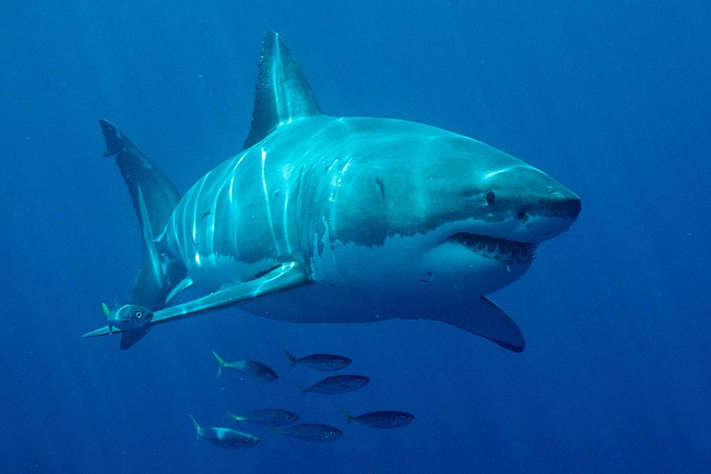 Boy, 7, Loses Part of His Leg in Shark Attack, Suffers 'Long and Deep Wounds'