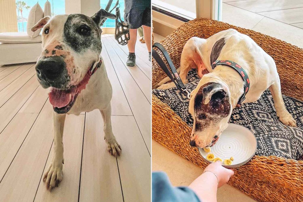 Dog in Shelter for 10 Years Visits Luxury Resort and Finally Finds a Home