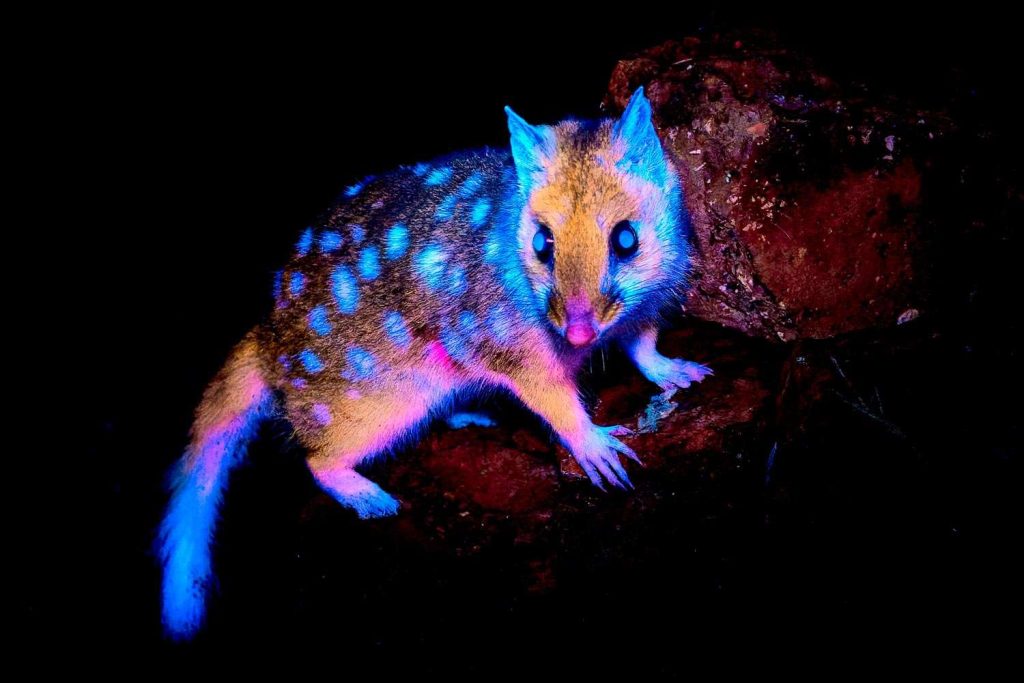 First-Ever Photo of Glow-in-the-Dark Marsupial in Australian Wilderness