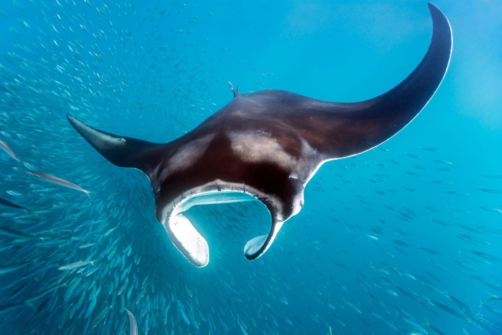 Giant Endangered Manta Ray Roughly Taken from Florida Waters to Be Put Into Captivity with Official Approval
