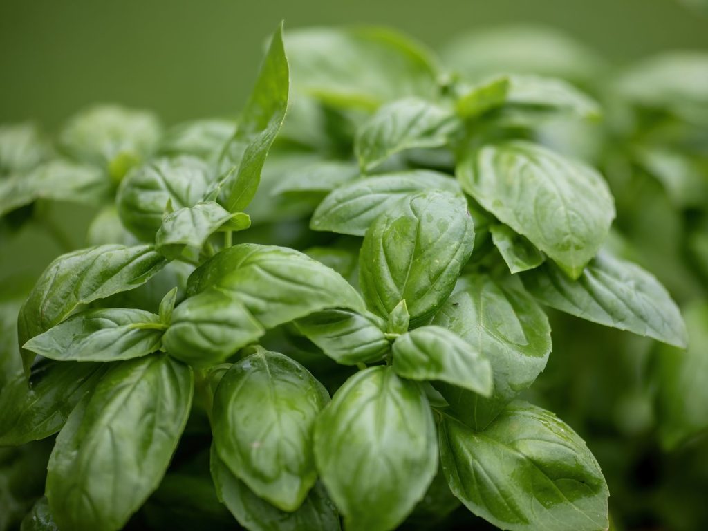 How to Harvest Basil Leaves So Your Plant Continues to Thrive