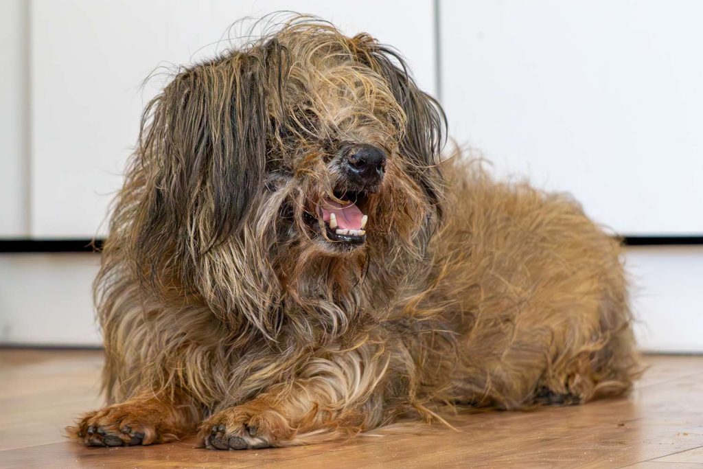 Missouri Animal Cruelty Team Saves Over 200 Dogs from One House