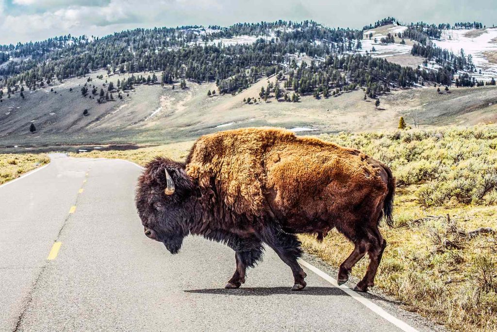National Park Officials Say No, Wildlife Is 'Not Leaving' Yellowstone in 'Large Numbers'