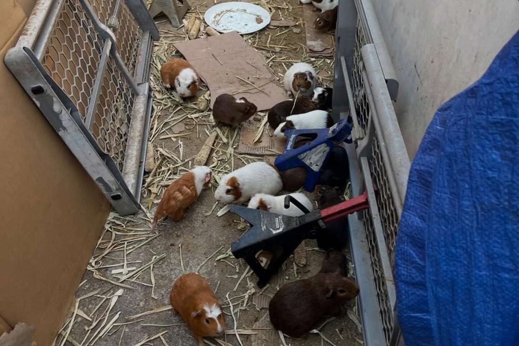 Over 400 Guinea Pigs Found in One Home in L.A. 'Hoarding Case'