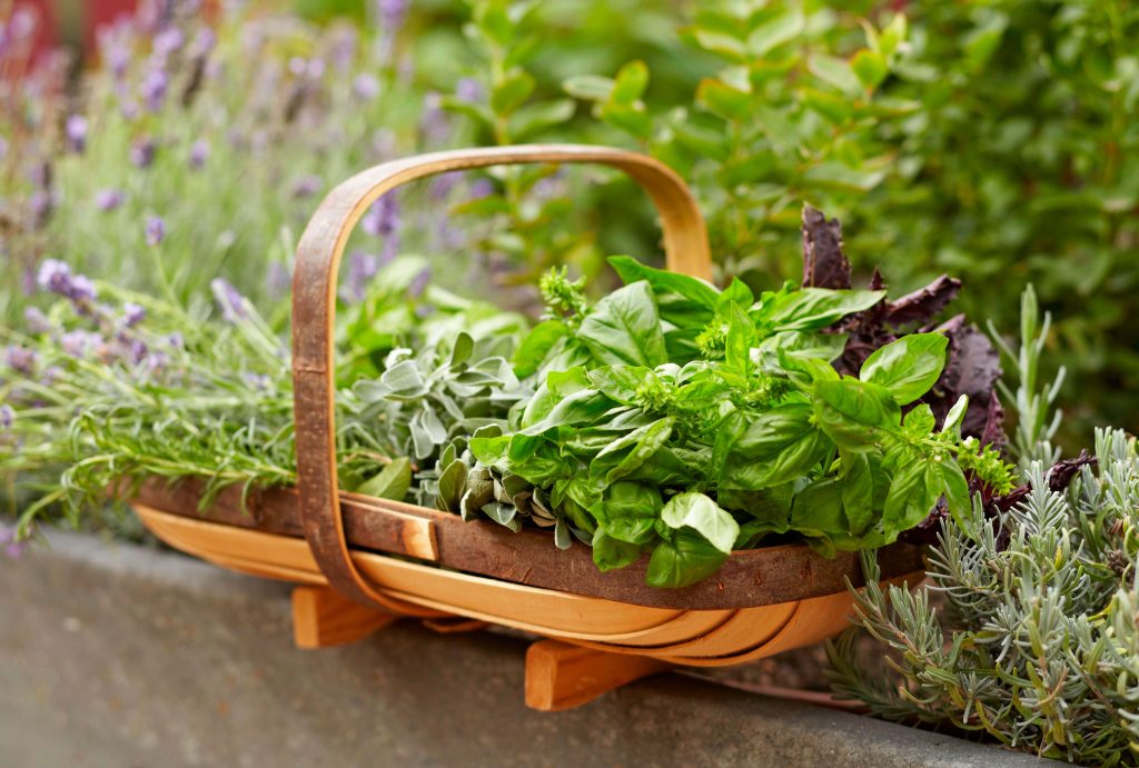 Should You Let Your Herbs Flower? 7 Pros and Cons to Consider