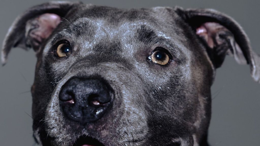 We Are Looking For Our Next Dogue Cover Star