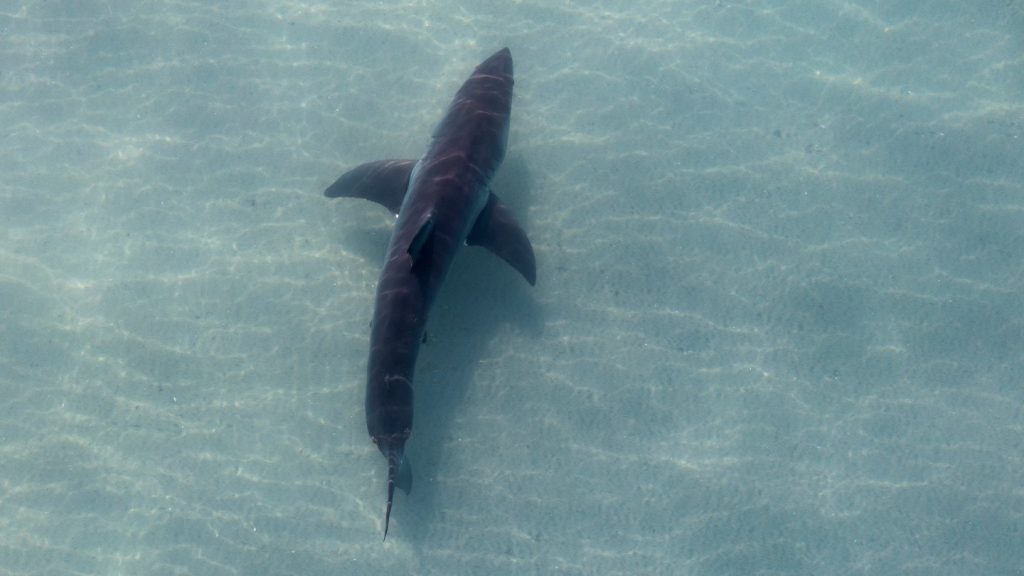 What to Watch on Discovery