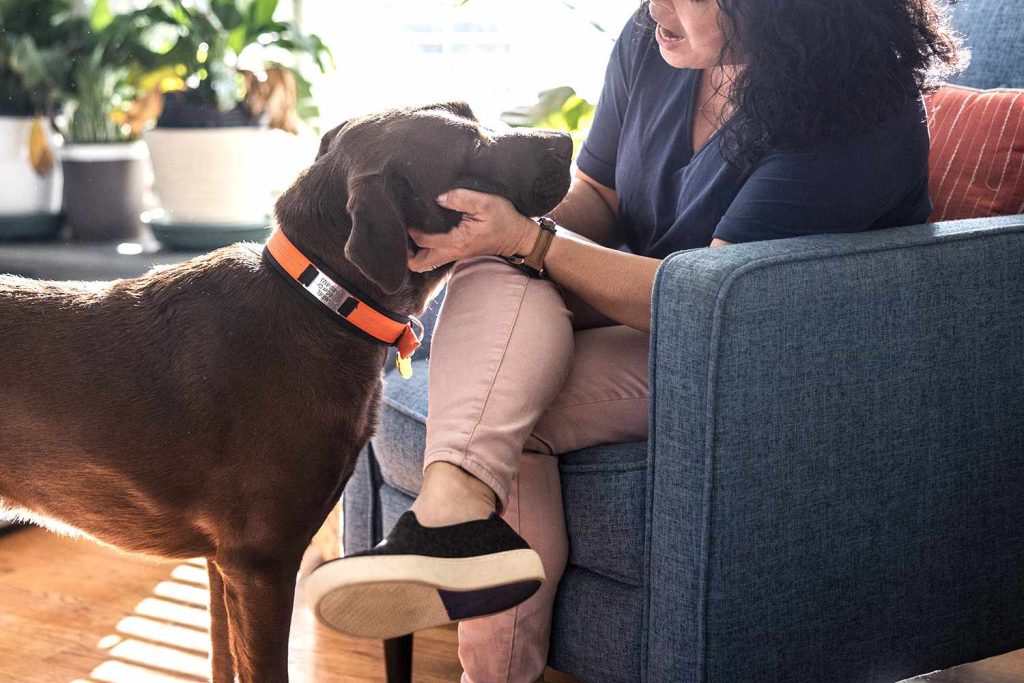 Woman Inherits Aunt’s Estate After Caring for Dog, Leaving Brother Upset