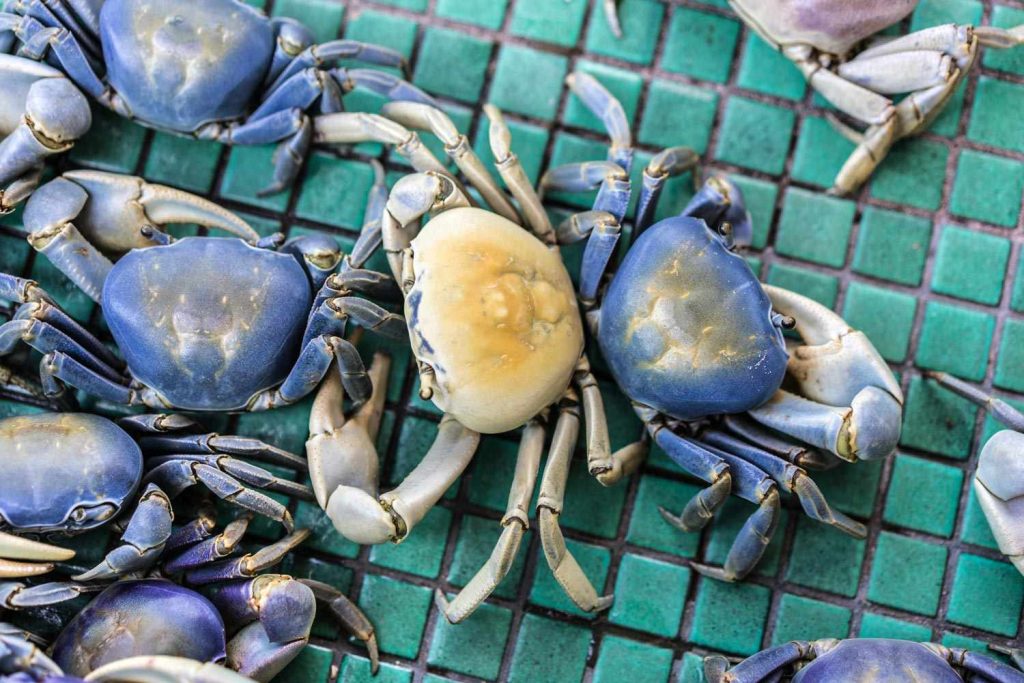 Women Discovers Crab Infesting Her Neighbor's Backyard 300 Miles from Ocean (Exclusive)