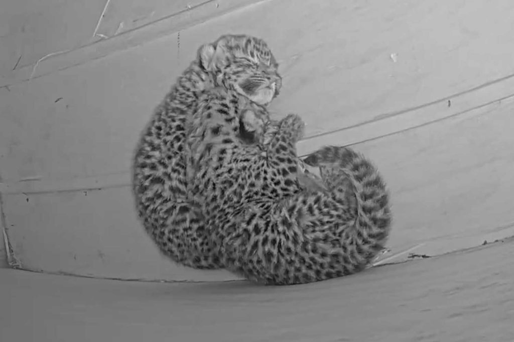2 Rare Leopard Cubs Born at St. Louis Zoo: Photos