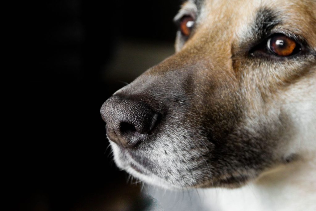 45 Cats and Dogs Rescued from Suspected Animal Shelter President's Home amid Cruelty Investigation