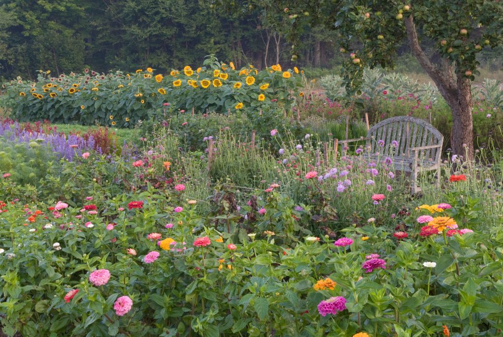 9 Annual Flowers You'll Never Have to Buy Seeds for Again If You Do One Thing This Fall
