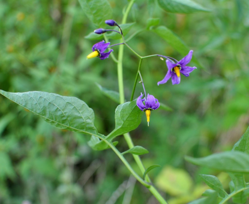 9 Fast-Growing Weeds to Remove ASAP Before They Spread