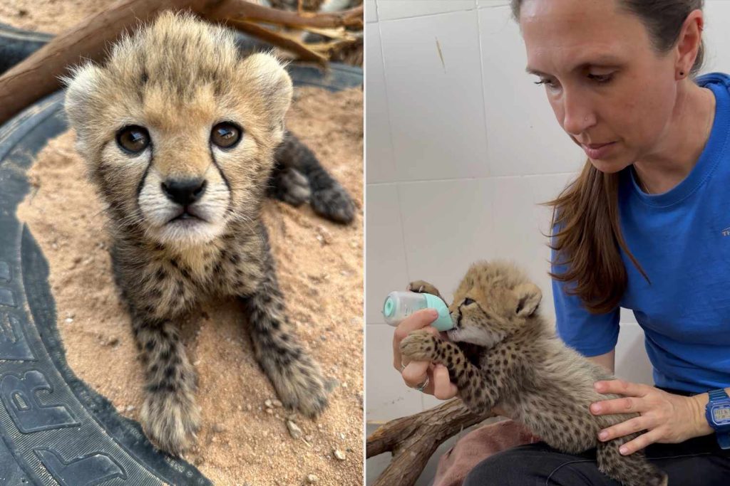 Cheetahs Named After Taylor Swift, Travis Kelce Welcomed 1-Week-Old Cubs to Their Crew