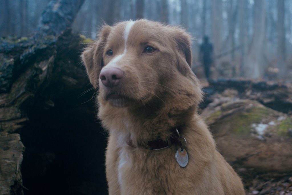 Horror Film Is Told Entirely from Dog's POV (Exclusive)