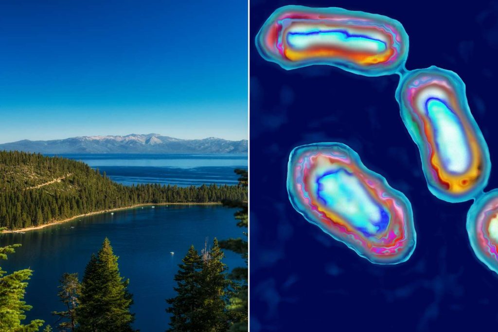 Lake Tahoe Resident Tests Positive for Plague After Infected Flea Bite