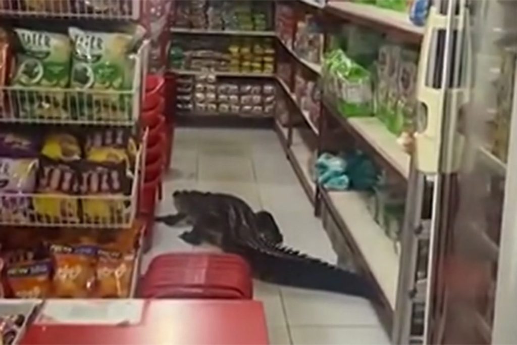 Shoppers Scream as Huge Crocodile Scurries Through Grocery Store: Watch