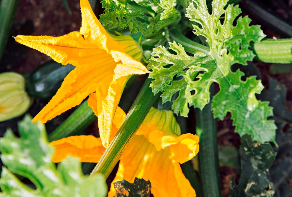 Should You Prune Zucchini Plants? Here's What Garden Experts Recommend