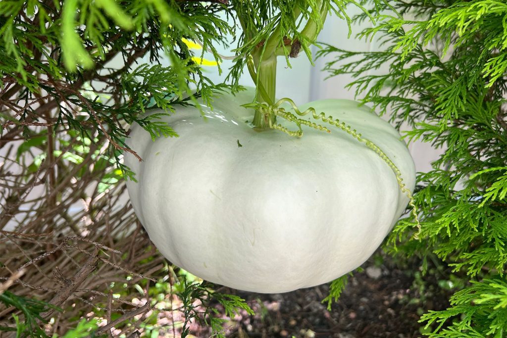 These On-Sale Melon Cradles Save Pumpkins from Rotting