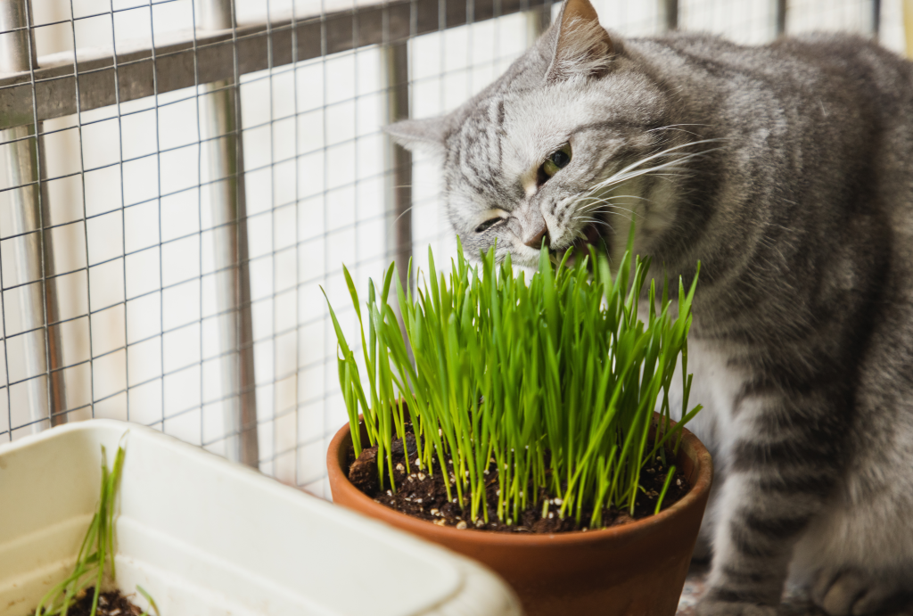 This Low-Maintenance Plant Is a Game Changer for Cat Owners