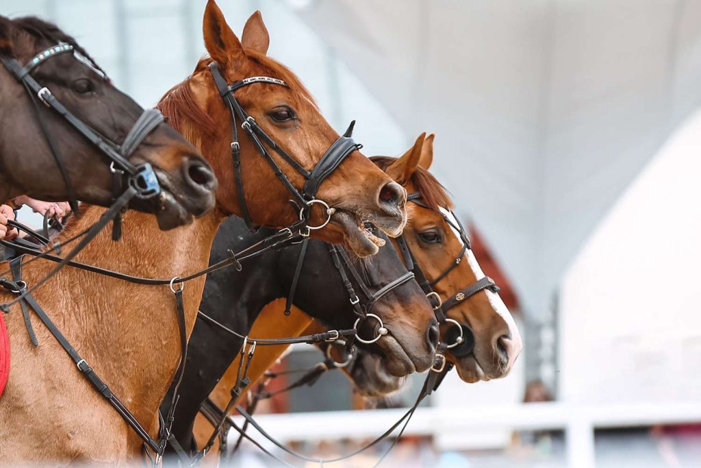 Veteran Rider's Cause of Death Revealed 9 Months After Fatal Horse Accident