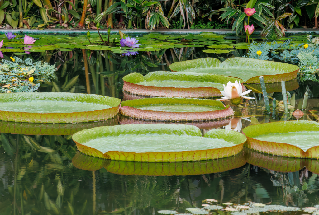 Watch the World's Largest Water Lilies Compete in This Must-See Spectacle