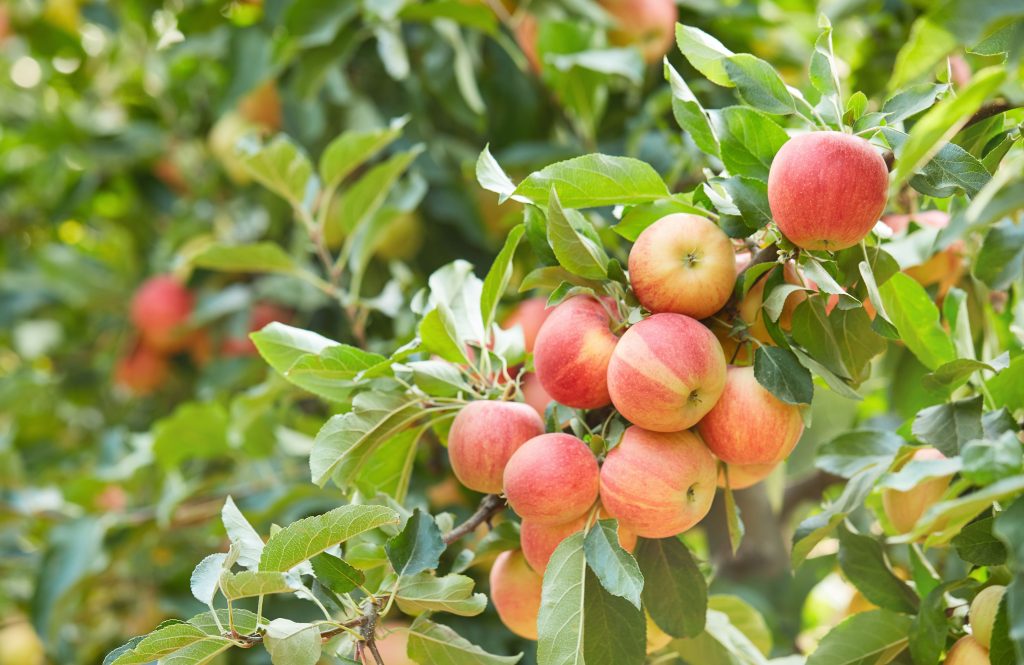 10 Smart Tips for Maximizing Your Fruit Tree Harvest
