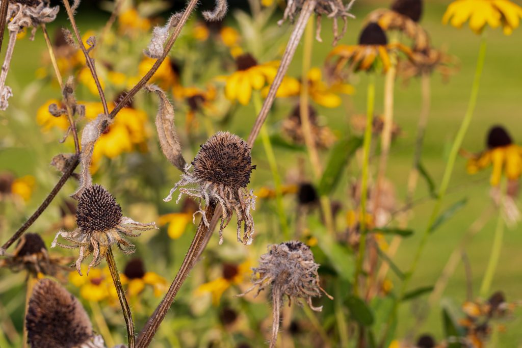 6 Sneaky Ways the Weather Is Sabotaging Your Garden, Plus Simple Fixes to Protect Your Plants