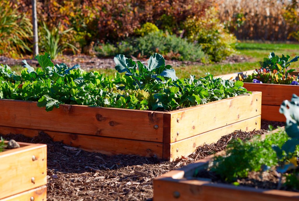 7 Fast-Growing Greens to Plant Right Now for a Fall Harvest