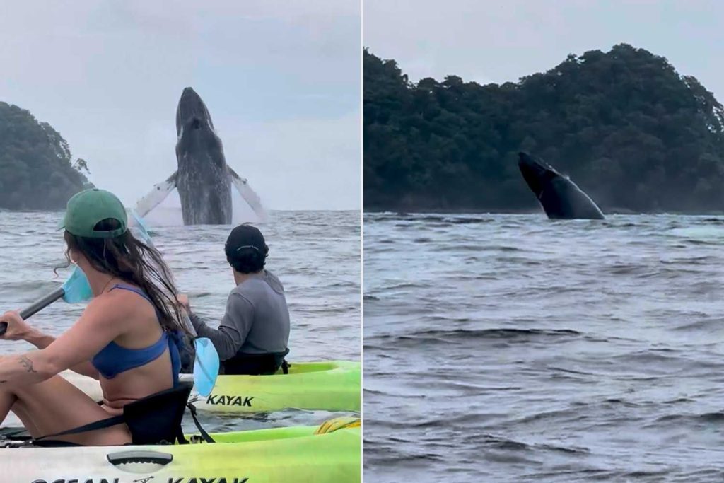 Kayakers in Awe After Close Call with Breaching Whale and Her Calf