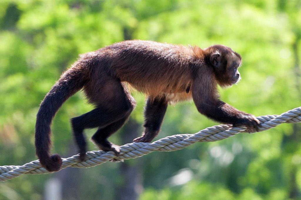 Monkey Escapes Zootastic Park in North Carolina, Still on the Loose