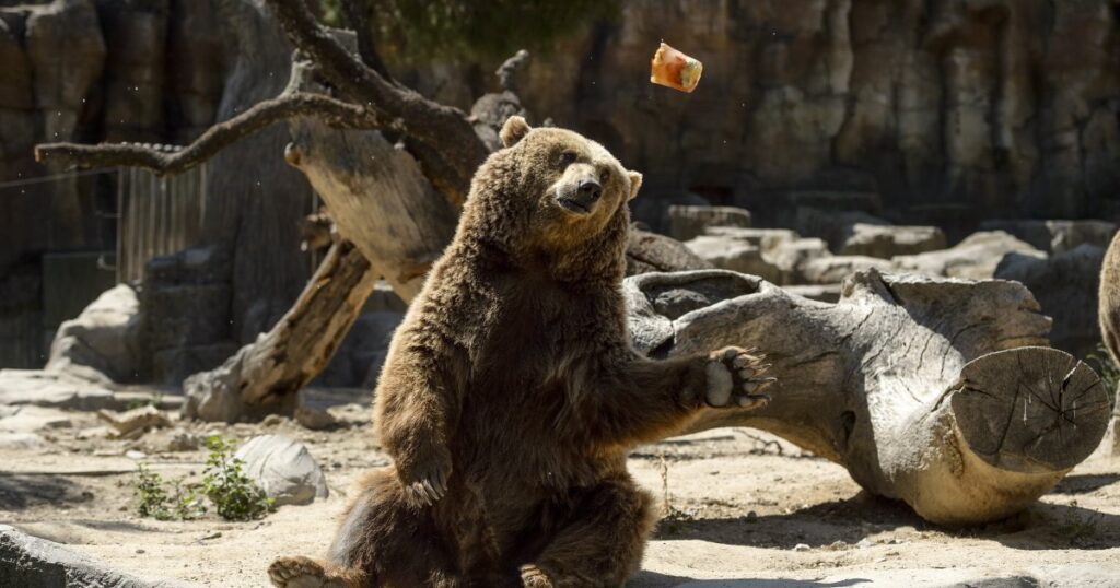 11 Students, Teachers Injured After Terrifying Grizzly Bear Attack in Canada