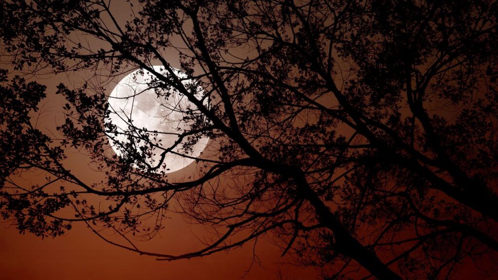 November’s Super Beaver Moon 2024 and What It Means for You November’s Super Beaver Moon 2024 and What It Means for You