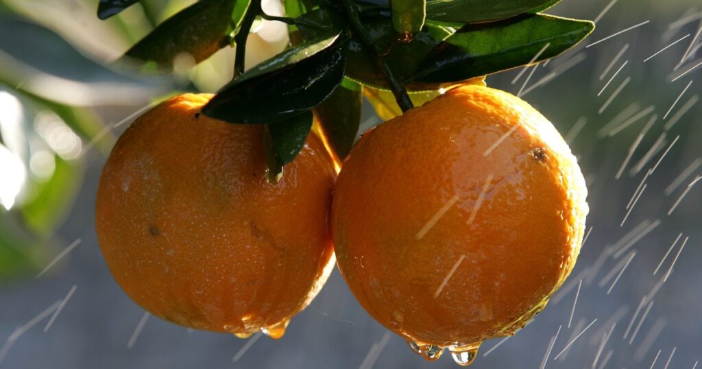 This Viral Orange Hack Will Change the Way You Eat Oranges This Viral Orange Hack Will Change the Way You Eat Oranges