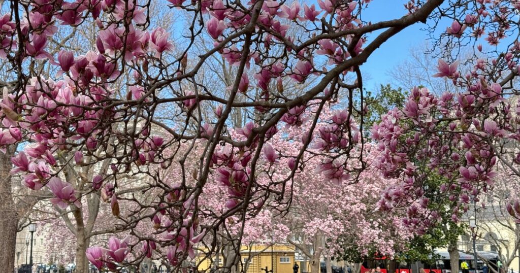 Best Places to See Cherry Blossoms in the Northeast This Spring