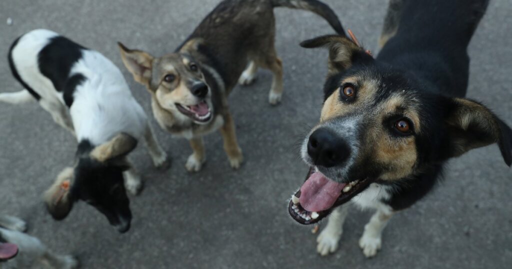 Could We One Day Talk to Animals? Here’s What Research Shows